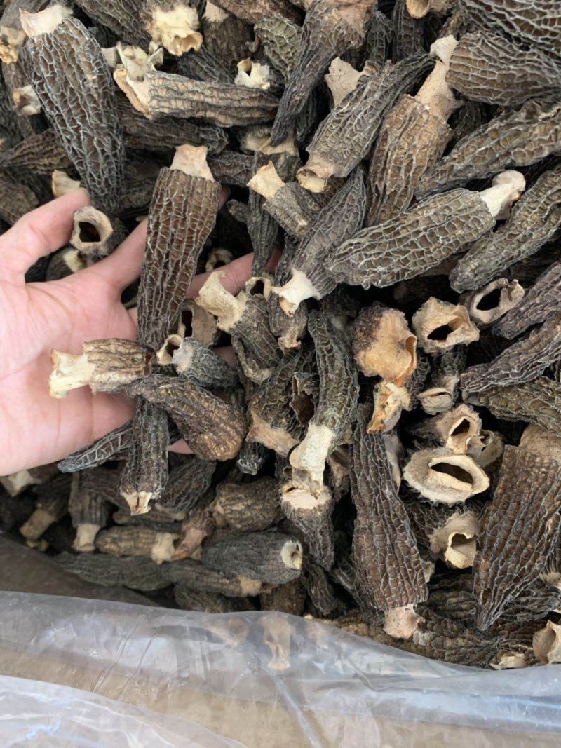 云南高原羊肚菌干货野生菌批发/斤起批发厂家直销