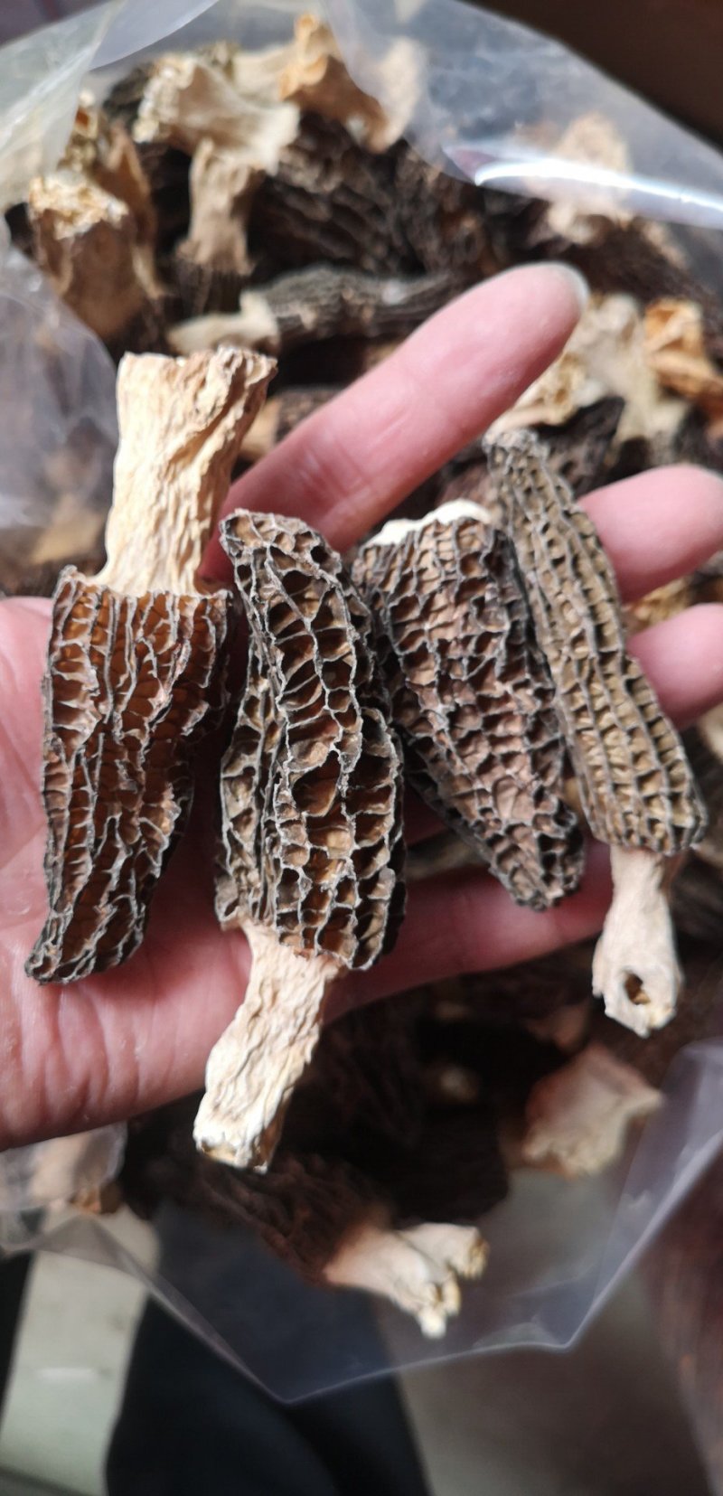 云南高原羊肚菌干货野生菌批发/斤起批发厂家直销