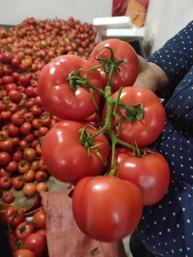 山东西红柿，硬粉【沙瓤】西红柿果型好耐运输保证品质
