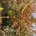 鸡爪槭，低分枝鸡爪槭(地径4CM-15CM)