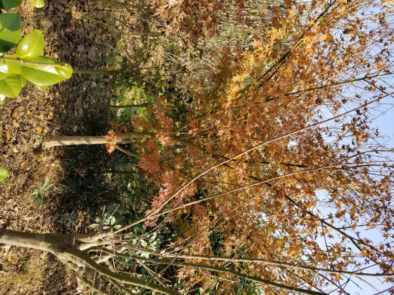 鸡爪槭，低分枝鸡爪槭(地径4CM-15CM)
