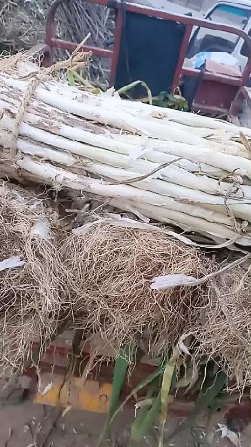 万荣长白大葱货源充足，产地直销，可视频看货