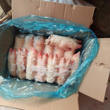 猪蹄