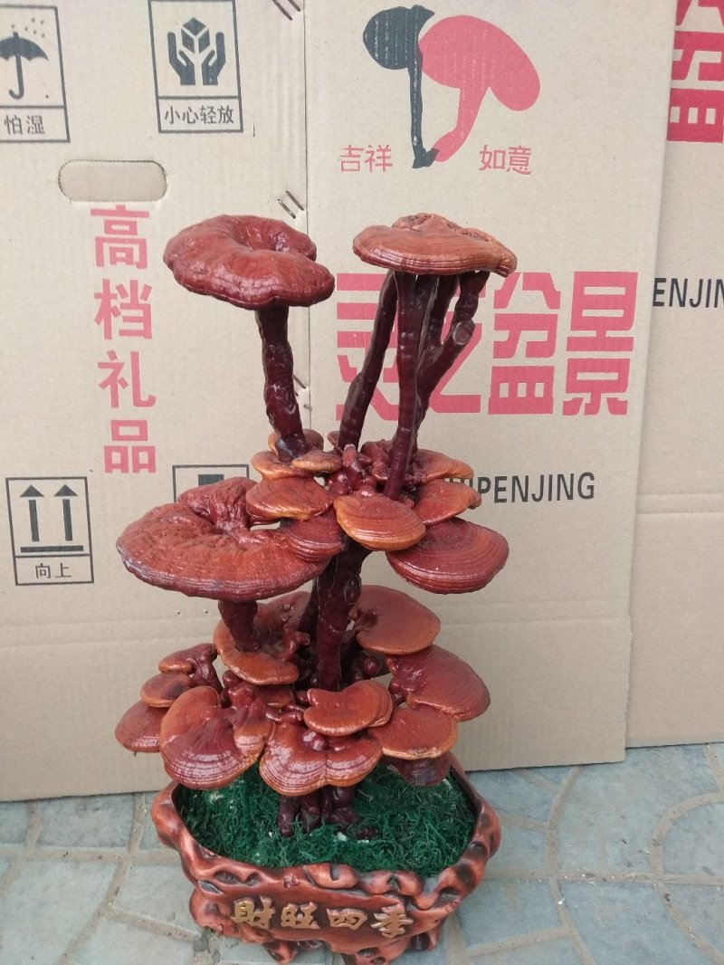 灵芝盆景盆栽活体种植客厅室内办公室四季常青基地供应