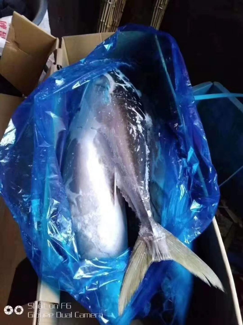 黄金鲅