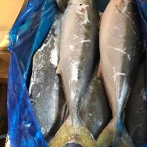 黄金鲅