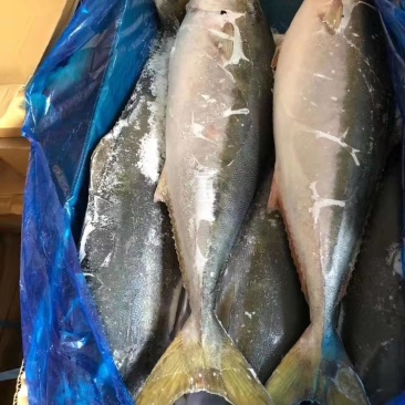 黄金鲅