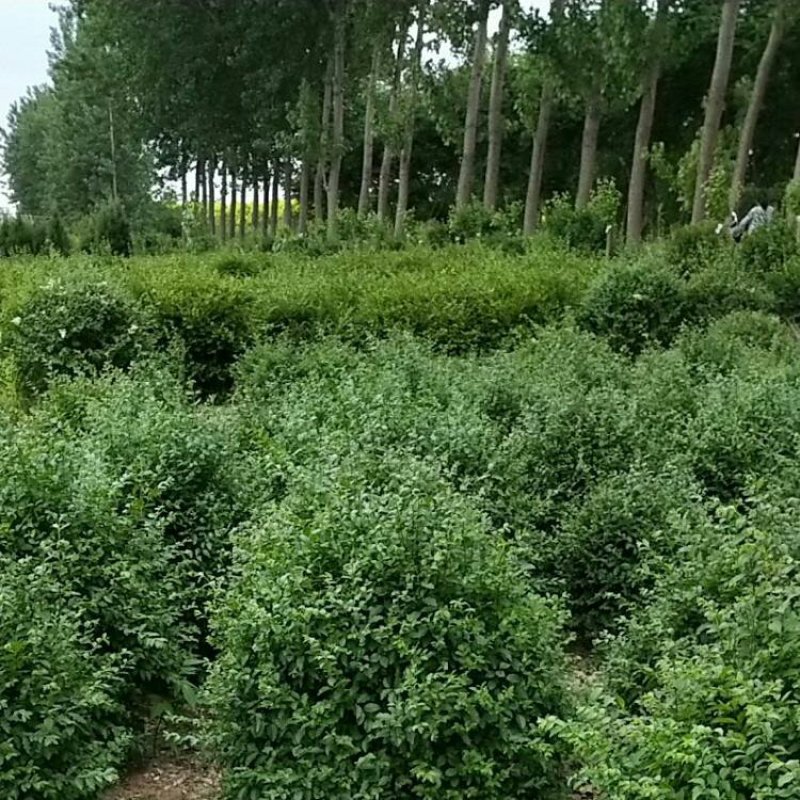 卫矛苗30-40-50-60-1米四季常青冬青苗绿