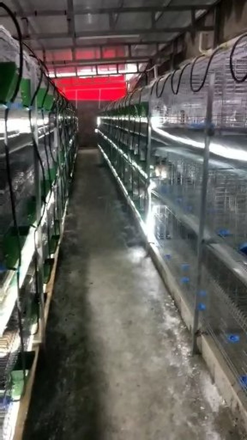 湖北比利时兔常年供应优质种兔
