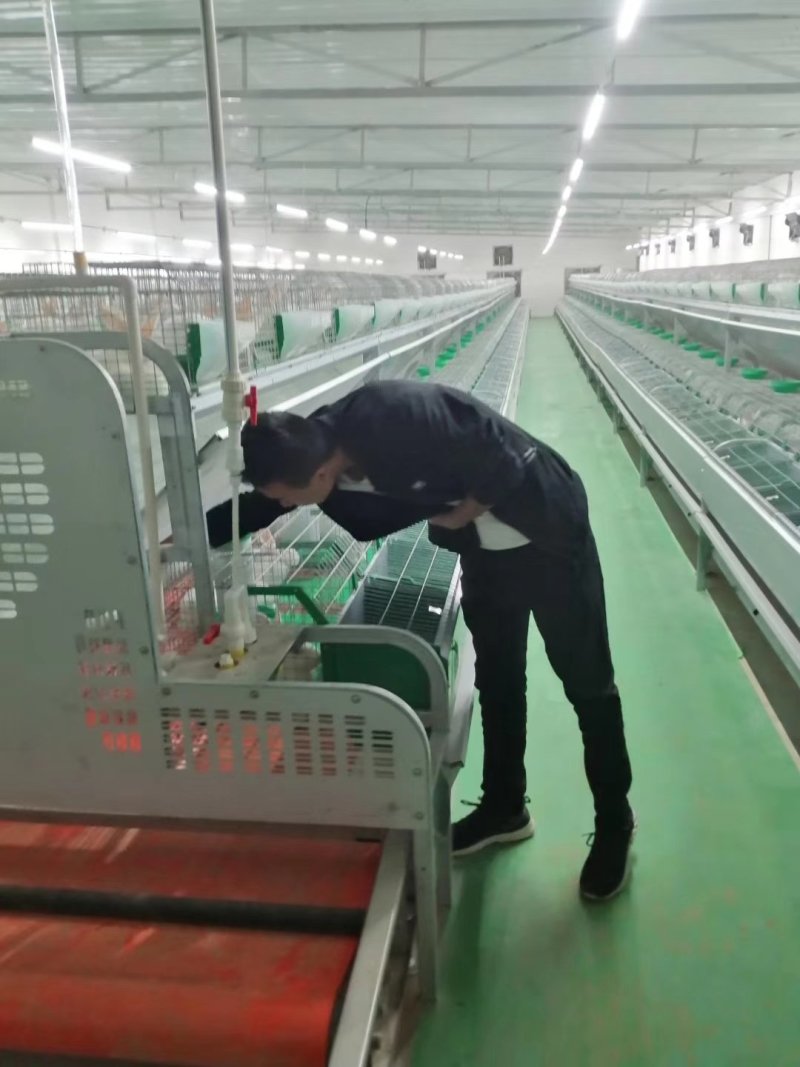 湖北比利时兔常年供应优质种兔