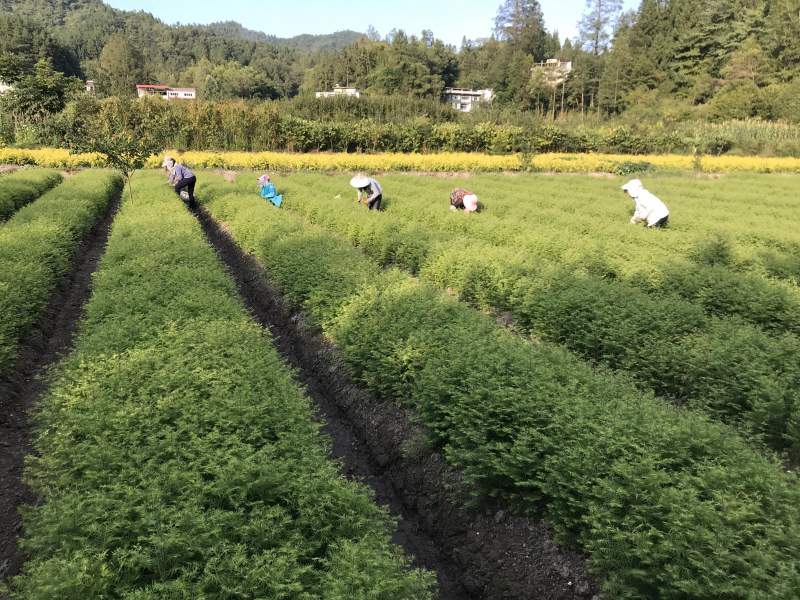 金叶水杉、黄金水杉，水杉，可基地看货挑苗，也可视频看货