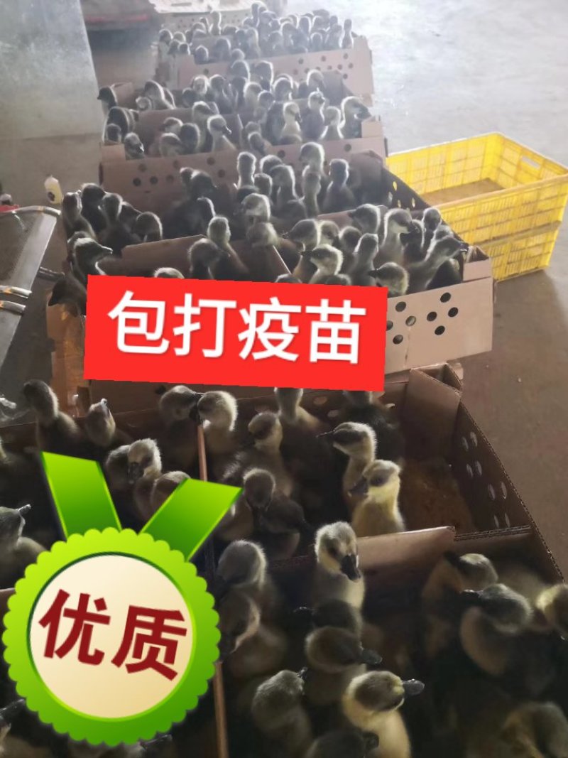 大种麻鸭苗，包疫苗运输成活