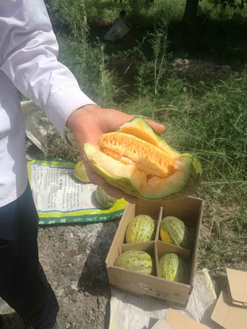新疆八六王哈密瓜/伽师八六王/黄八六