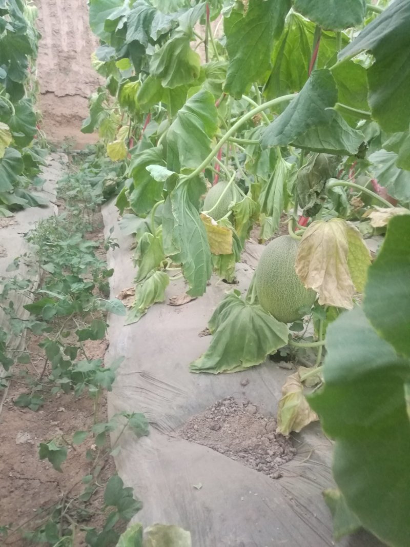 新疆八六王哈密瓜/伽师八六王/黄八六
