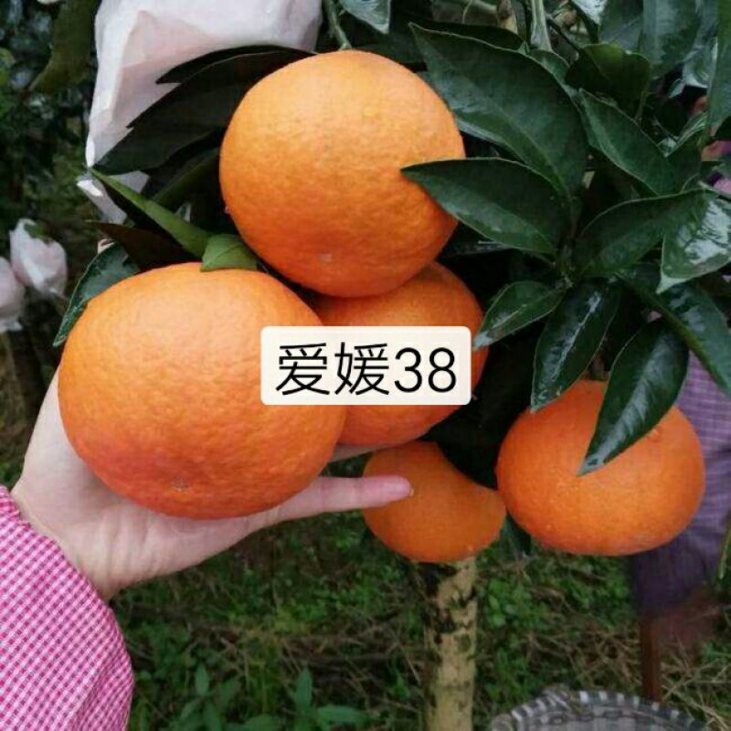 爱媛38号苗，皮薄脆甜，产量高，现挖现发，保湿发苗，包邮