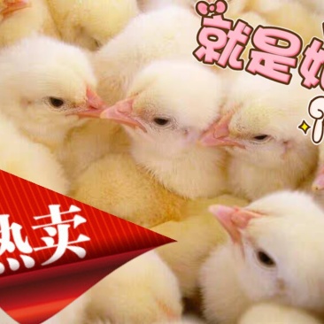 高销量三黄鸡苗,厂家直销,包疫苗运输成活