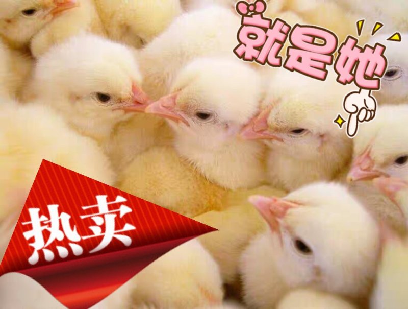 高销量三黄鸡苗，厂家直销，包疫苗运输成活