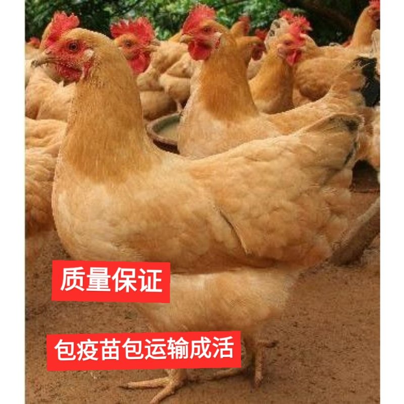 高销量三黄鸡苗，厂家直销，包疫苗运输成活