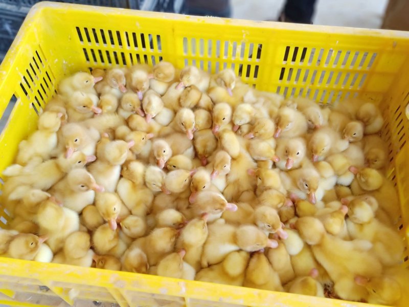 高销量三黄鸡苗，厂家直销，包疫苗运输成活