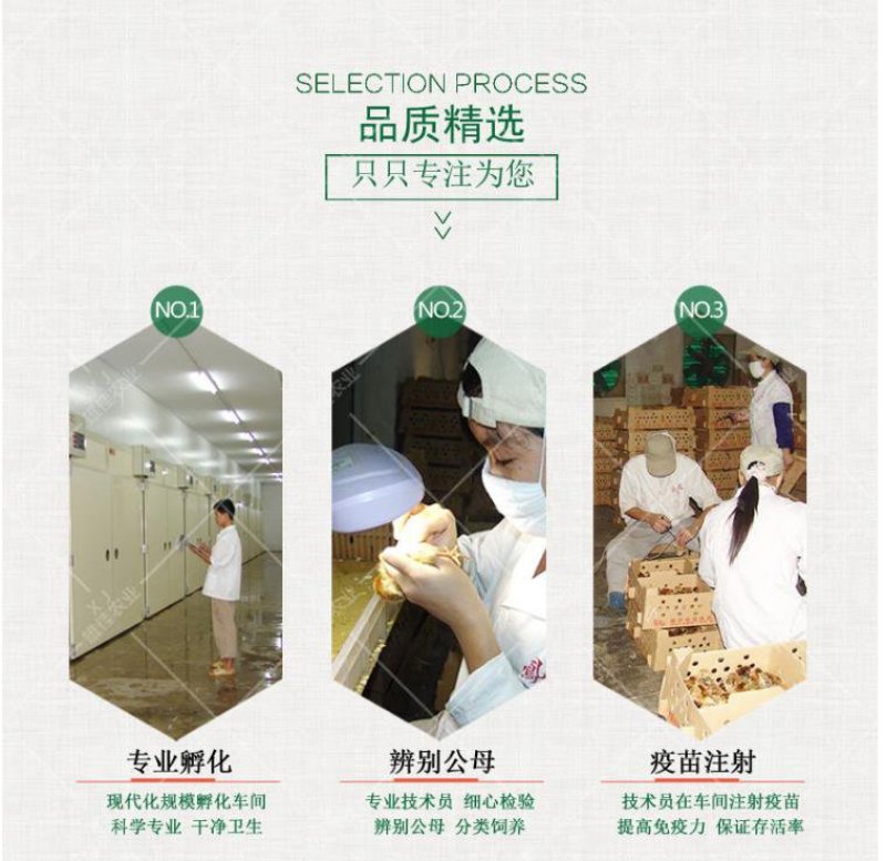 高销量三黄鸡苗，厂家直销，包疫苗运输成活