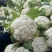 白面青梗紧花、基地直供～价格合理～货源充足
