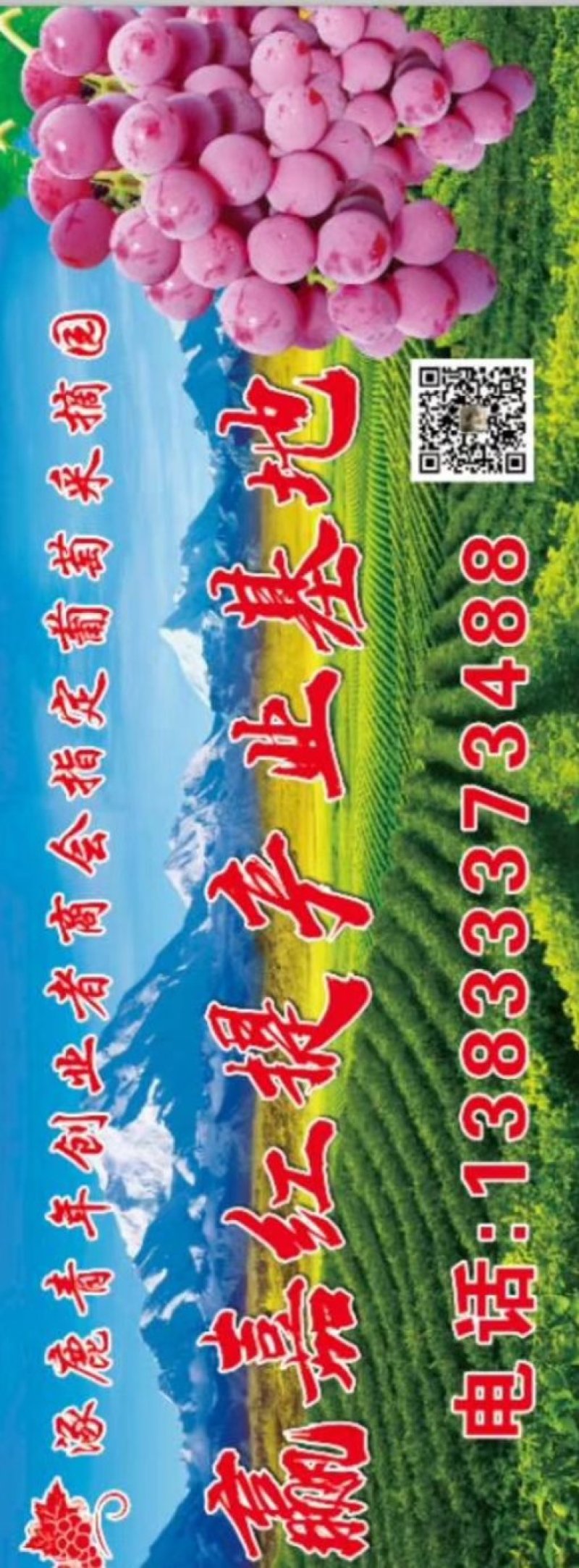 涿鹿县优质龙眼产区