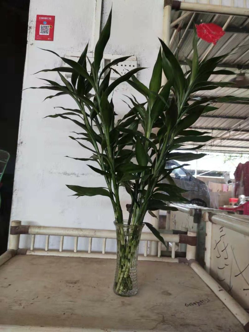 富贵竹花瓶玻璃瓶活动大口水培透明瓶加厚19公分高一件代发