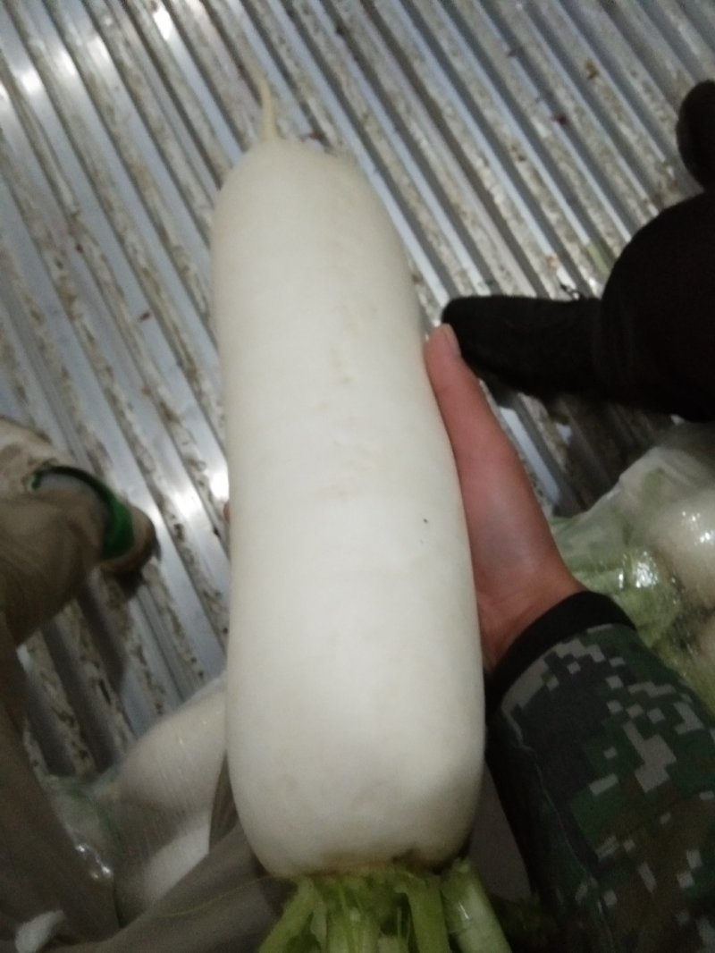 萝卜精品白萝卜条形好，打包散装，有工人打包
