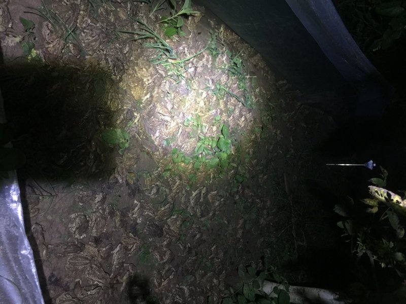 办理蟾蜍特种养殖证，养殖技术培训包回收