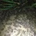 办理蟾蜍特种养殖证，养殖技术培训包回收