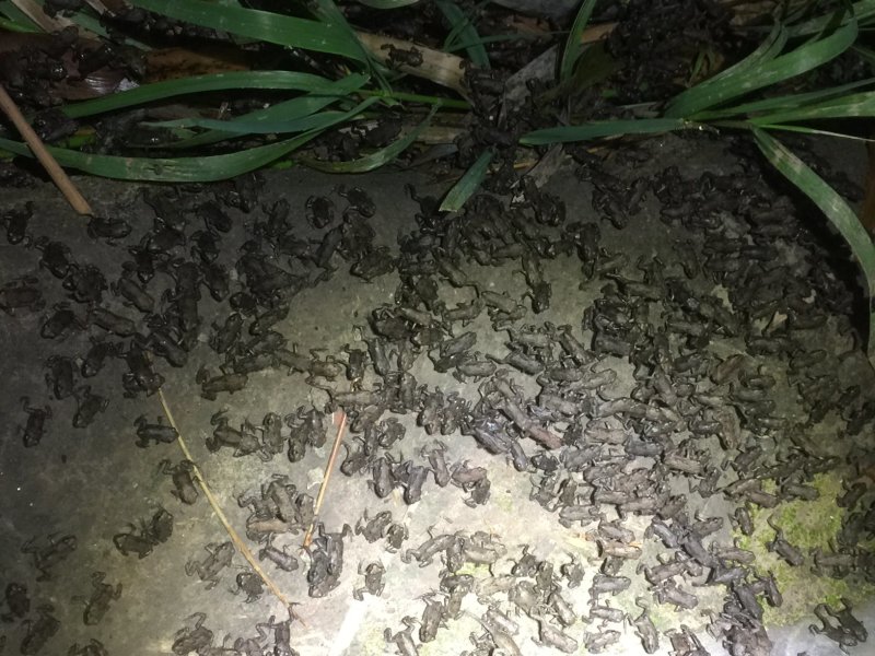 办理蟾蜍特种养殖证，养殖技术培训包回收