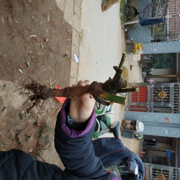 玫瑰花玫瑰老根庭院阳台种植盆栽地栽品种齐全