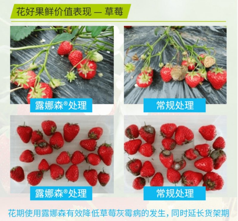 德国拜耳露娜森黄瓜靶斑病草莓香蕉斑点病白粉病杀菌剂