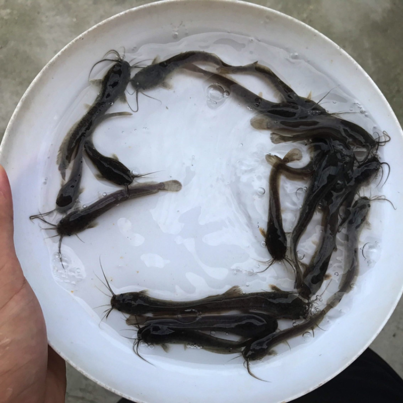南方大口鲶鱼苗+本地黄鲶鱼苗+六须鲶鱼苗+鲶鱼苗+包回收