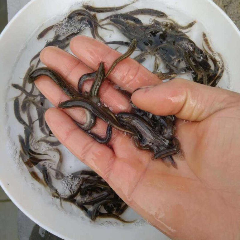 南方大口鲶鱼苗+本地黄鲶鱼苗+六须鲶鱼苗+鲶鱼苗+包回收