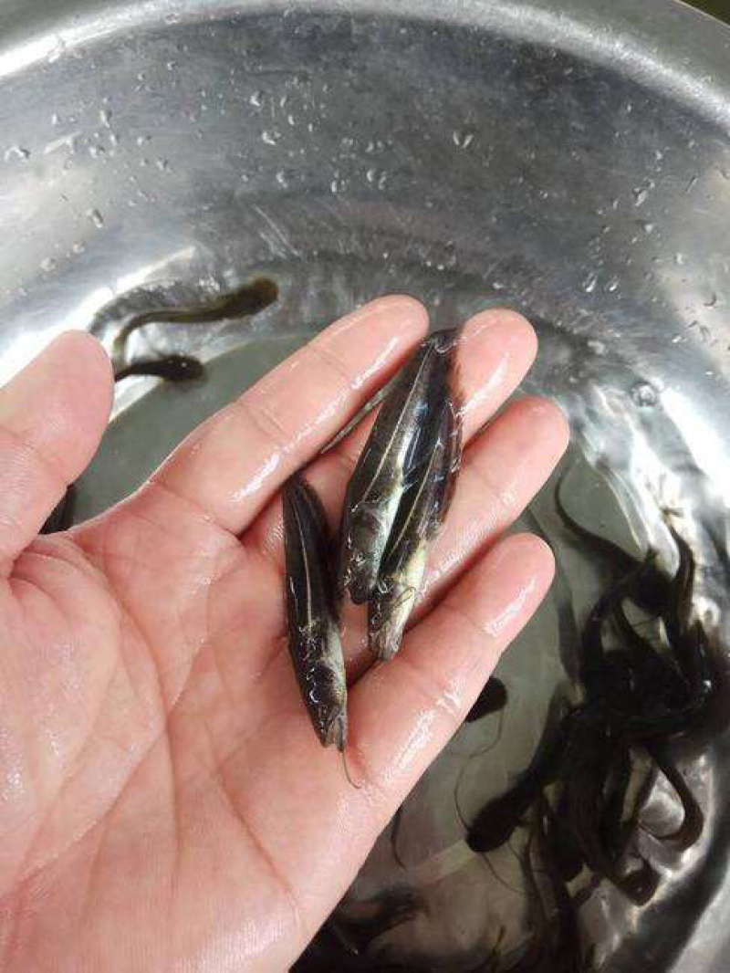 南方大口鲶鱼苗+本地黄鲶鱼苗+六须鲶鱼苗+鲶鱼苗+包回收
