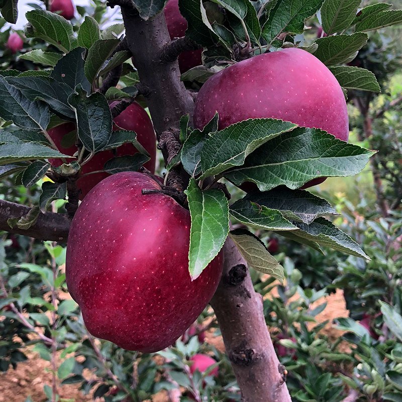 甘肃花牛苹果粉面可口蛇果