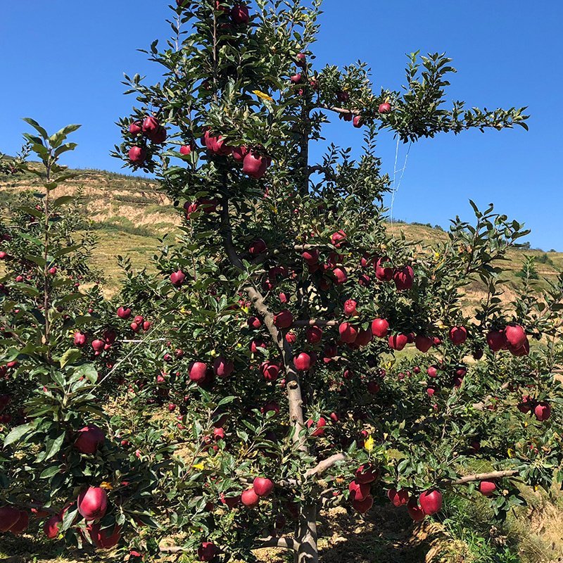 甘肃花牛苹果粉面可口蛇果