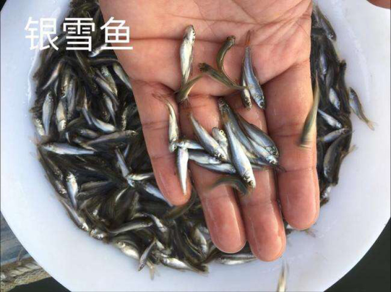 银雪鱼苗批发+全国包邮发货+技术指导+包回收