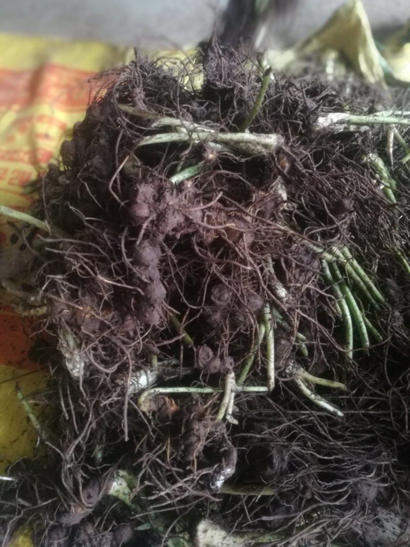 八角莲，鲜干统货，种植货