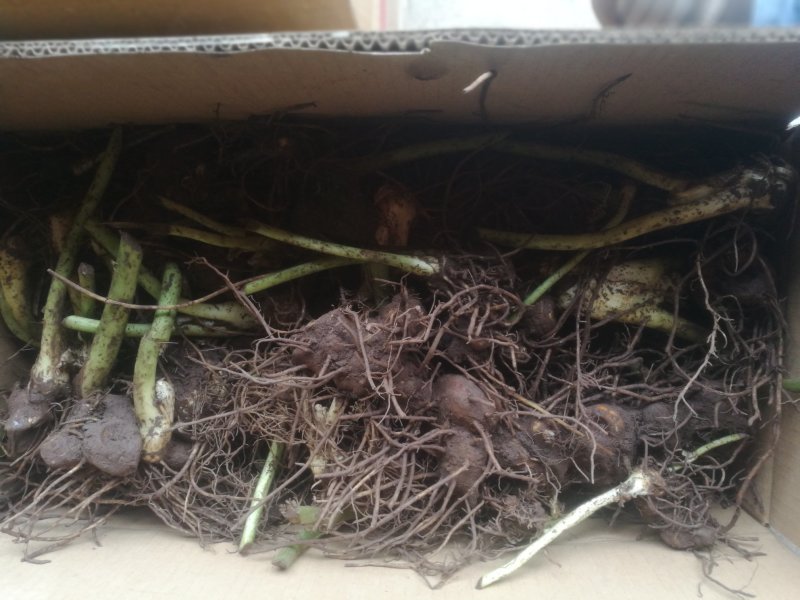 八角莲，鲜干统货，种植货