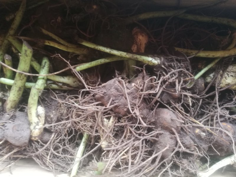 八角莲，鲜干统货，种植货