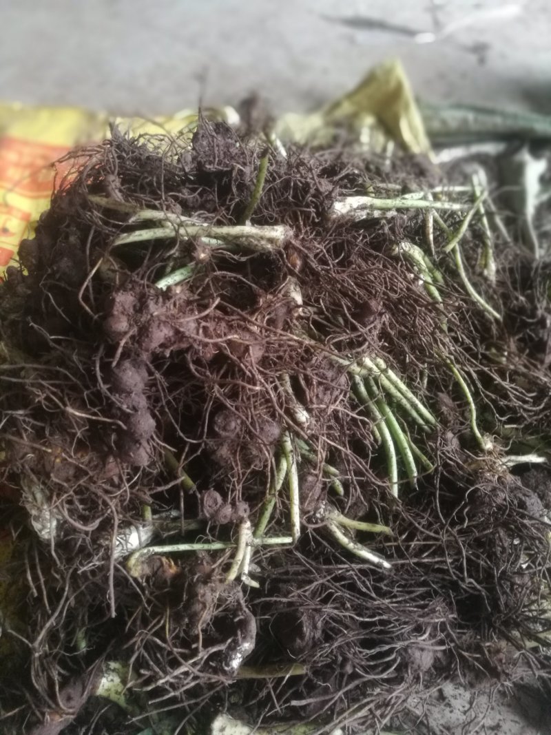八角莲，鲜干统货，种植货