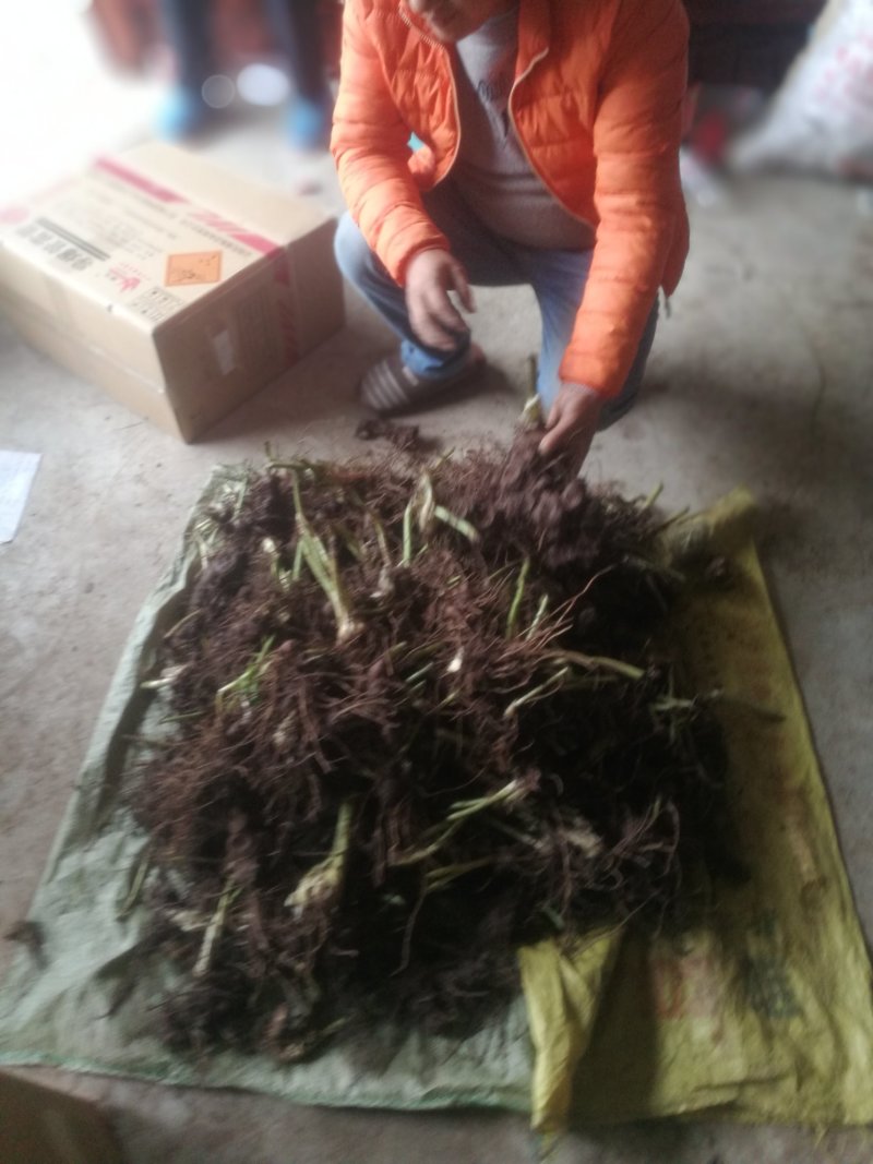 八角莲，鲜干统货，种植货