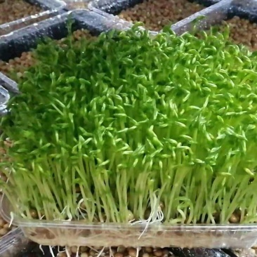 2019年新产加拿大进口麻豌豆，芽苗菜专用，鸽子喂料。