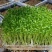 2019年新产加拿大进口麻豌豆，芽苗菜专用，鸽子喂料。