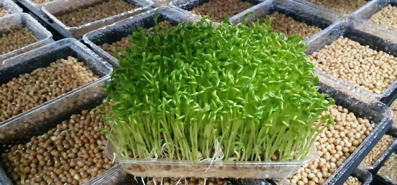 2019年新产加拿大进口麻豌豆，芽苗菜专用，鸽子喂料。