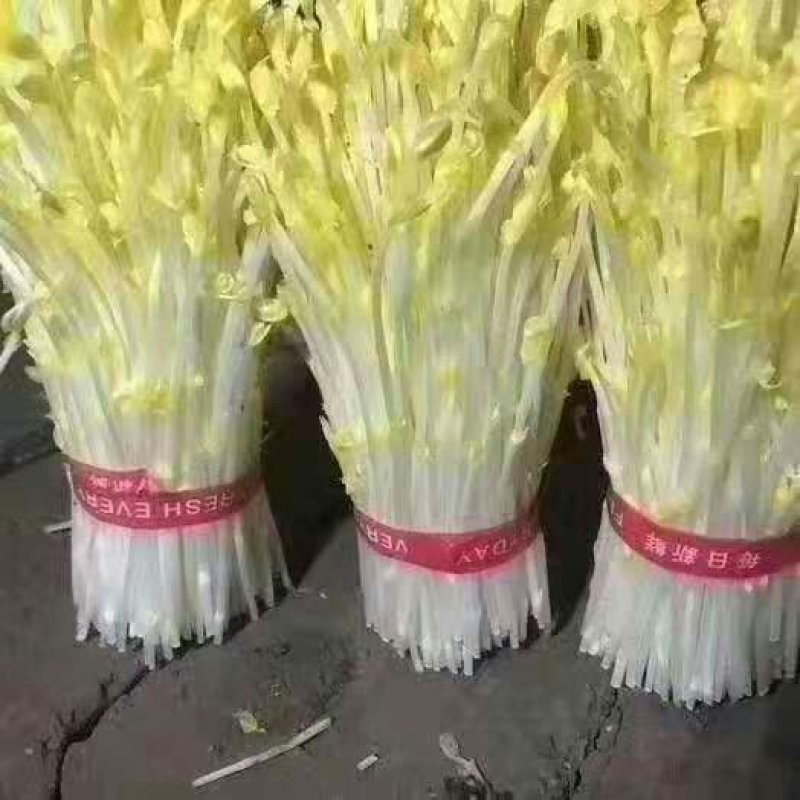 2019年新产加拿大进口麻豌豆，芽苗菜专用，鸽子喂料。