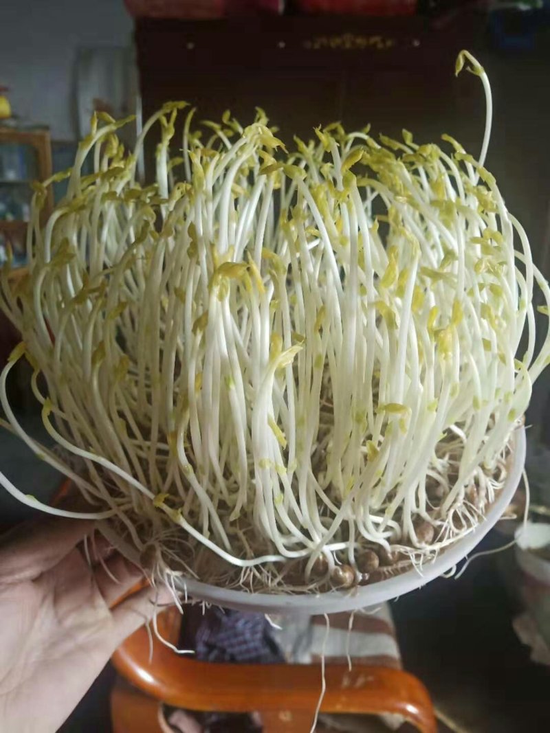 2019年新产加拿大进口麻豌豆，芽苗菜专用，鸽子喂料。