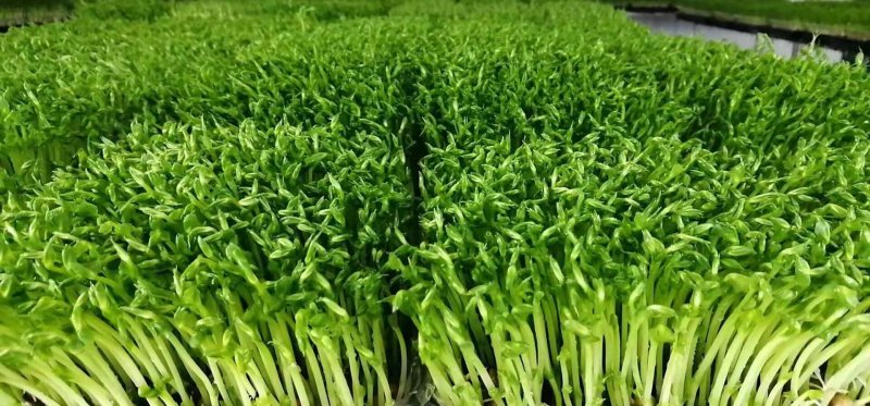 2019年新产加拿大进口麻豌豆，芽苗菜专用，鸽子喂料。